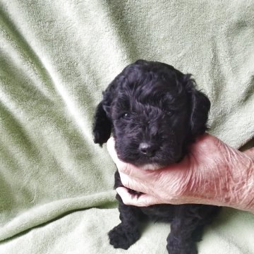 トイプードル(トイ)【熊本県・男の子・2025年10月5日・ブラック】の写真「大きめちゃんお散歩のお供に🐩お渡しは12／15〜」