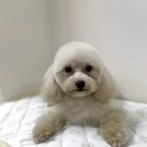 タイニープードル