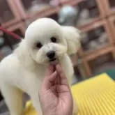 タイニープードル
