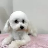 タイニープードル