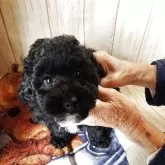 トイプードル(トイ)