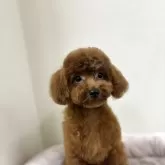 ティーカッププードル