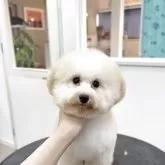 タイニープードル【熊本県・女の子・2025年2月20日・オレンジフォーン(アプリコット薄め)】の写真3「トリミングしました✨」