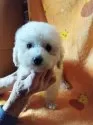 タイニープードル【熊本県・女の子・2025年1月3日・ペールフォーン(クリーム) 成犬時ホワイトに近い】の写真4