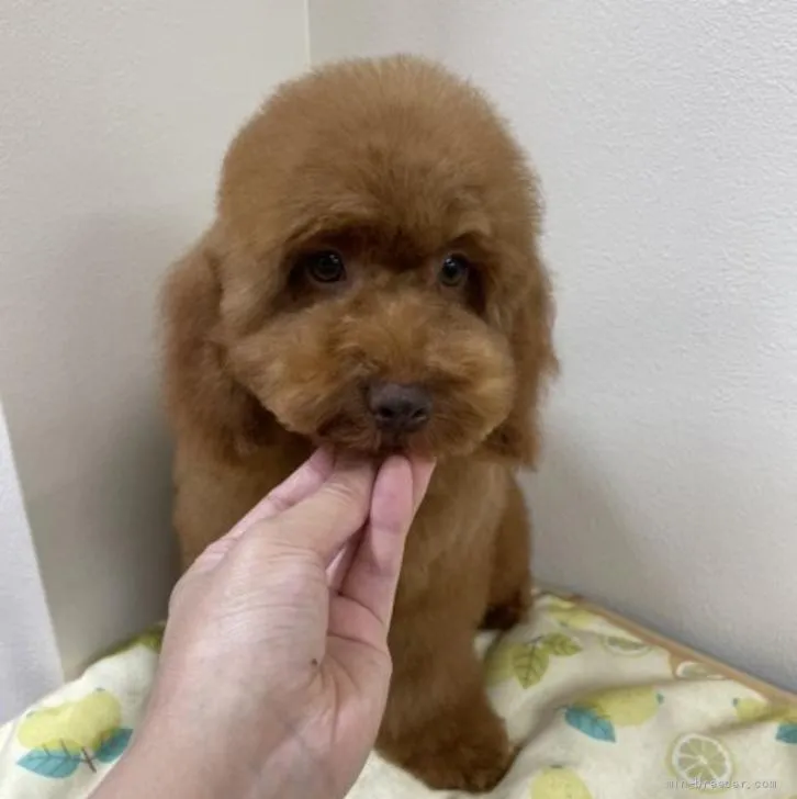 ID：2204-01294の子犬