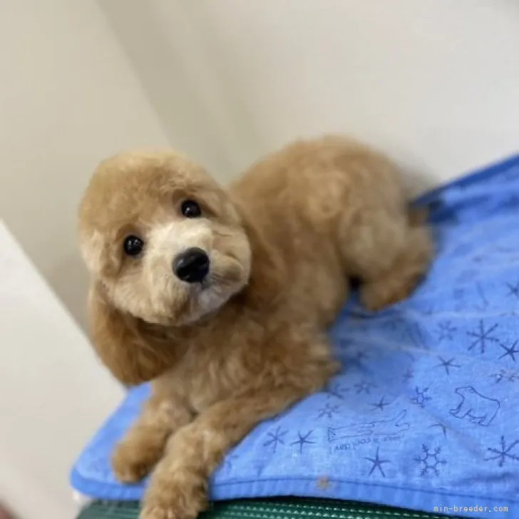 ID:2305-05608の子犬