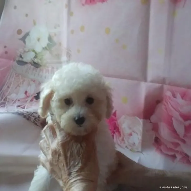 ID：2210-00760の子犬