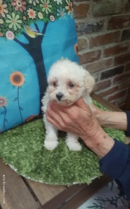 M.M 様のお迎えした子犬