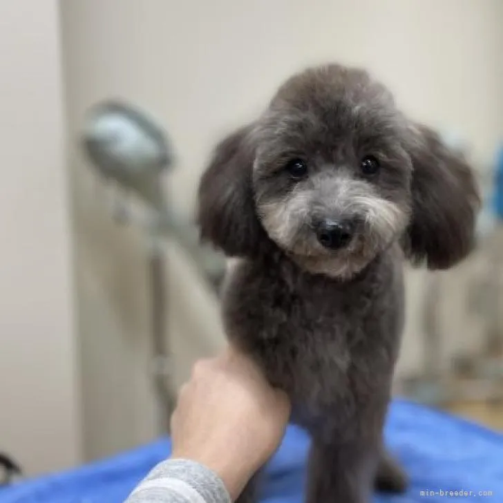 ID：2208-00451の子犬