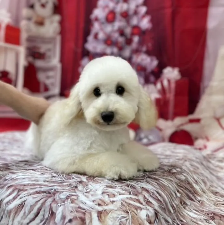 ID：2208-00892の子犬