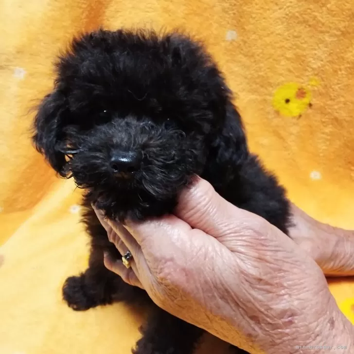 T.K 様のお迎えした子犬