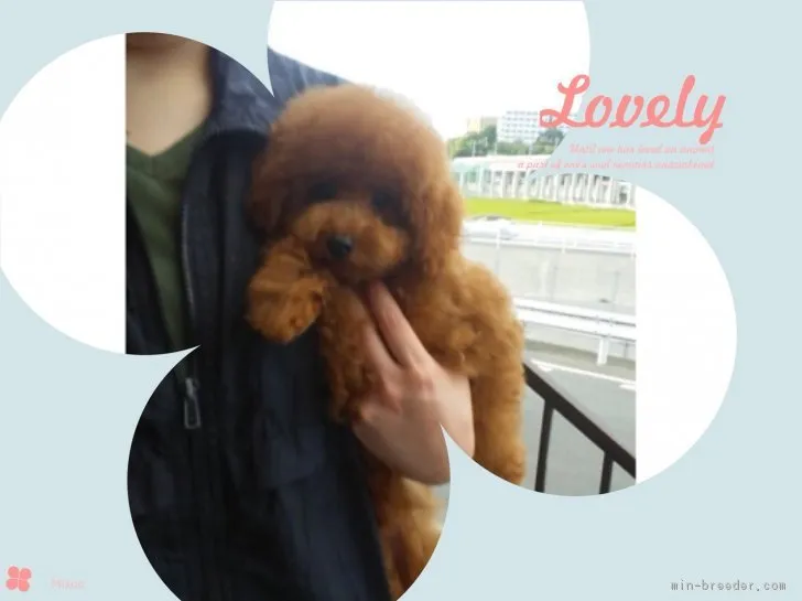 松本 都 様のお迎えした子犬