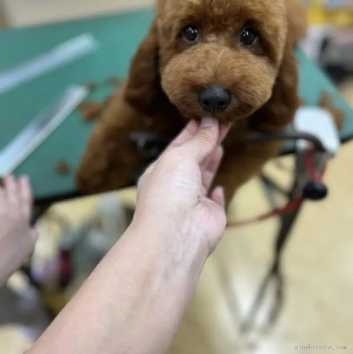 ID:2204-01291の子犬