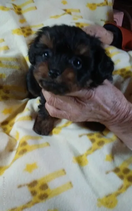 ID:2201-03077の子犬