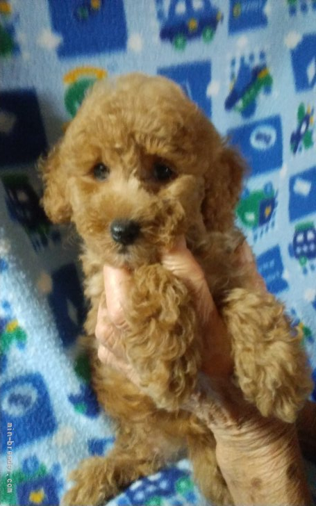 トイプードル 熊本県 男の子 21年8月18日 アプリコット 元気いっぱい みんなのブリーダー 子犬id 2110 013