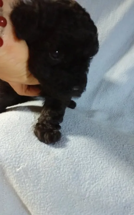 ID：1803-01711の子犬