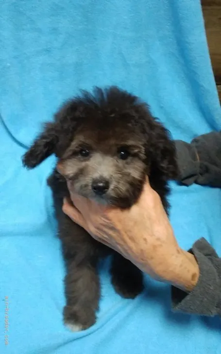 ID：2111-01463の子犬