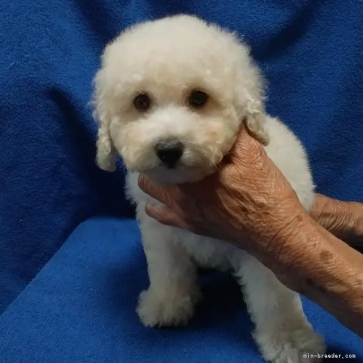 ID:2207-02099の子犬