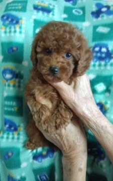 トイプードル(タイニー)【熊本県・男の子・2021年12月5日・レッド】の写真「お顔、激可愛い😆愛らしい男の子👦です🐩」