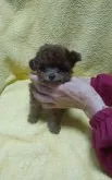 父犬ティーカップサイズプードル☆母犬ロングチワワ【熊本県・女の子・2022年1月13日・レッド】の写真1「3月14日撮影です🎆」