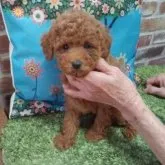 トイプードル(トイ)【熊本県・男の子・2022年3月23日・レッド】の写真1「5月19日撮影です🐶」