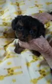 父犬ティーカップサイズプードル☆母犬ロングチワワ【熊本県・男の子・2021年11月26日・ブラックアンドタン】の写真2