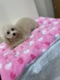 タイニープードル【熊本県・女の子・2022年11月5日・クリーム(成犬🐩時ホワイトに近い予想)】の写真2