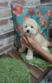 トイプードル(トイ)【熊本県・女の子・2021年7月6日・クリーム(成犬🐩時ホワイトに近い予想)】の写真2