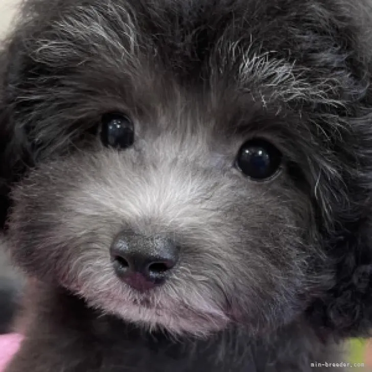 ID:2210-01123の子犬