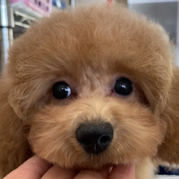 ID：2301-04655の子犬