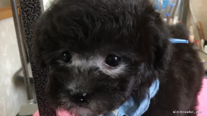 とも 様のお迎えした子犬