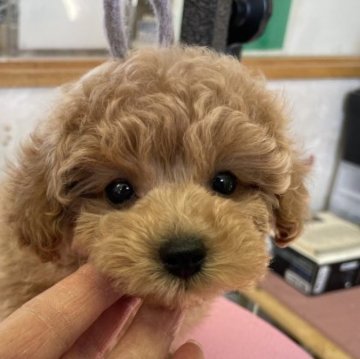 トイプードル(タイニー)【山梨県・女の子・2022年12月25日・アプリコット】の写真「タイニー小さめのアプリコット姫。無駄吠え無し。」