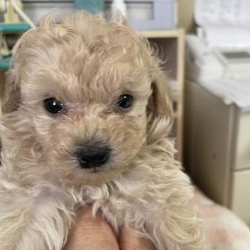 トイプードル(タイニー)【山梨県・女の子・2022年6月9日・クリーム】の写真「4姉妹の可愛い😍クリーム姫」