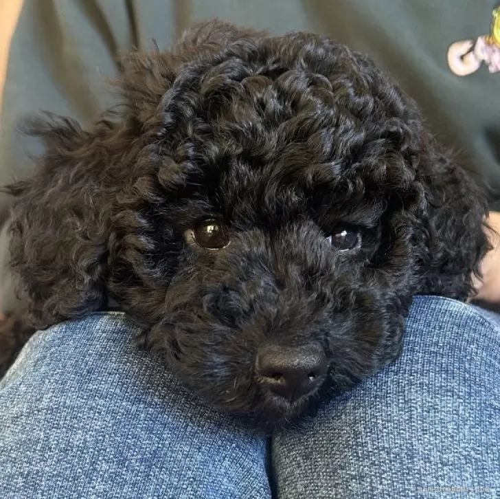 ID：2412-05856の子犬