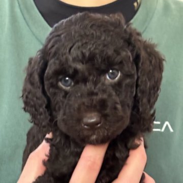 ミディアムプードル【岩手県・女の子・2025年9月23日・ブラウン】の写真「5女♡」