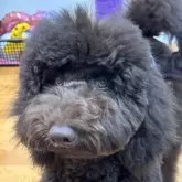 ミディアムプードル