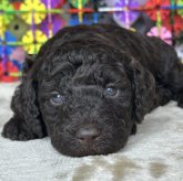 ミディアムプードル