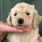 ミディアムプードル