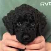 ミディアムプードル