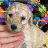 ミディアムプードル