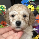 ミディアムプードル