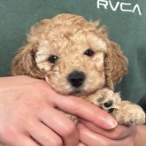 ミディアムプードル