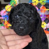 ミディアムプードル