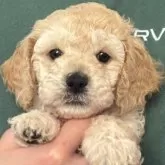 ミディアムプードル