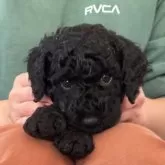 ミディアムプードル