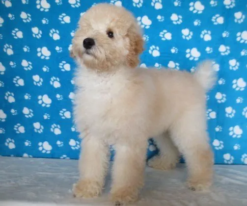 さんきち 様のお迎えした子犬