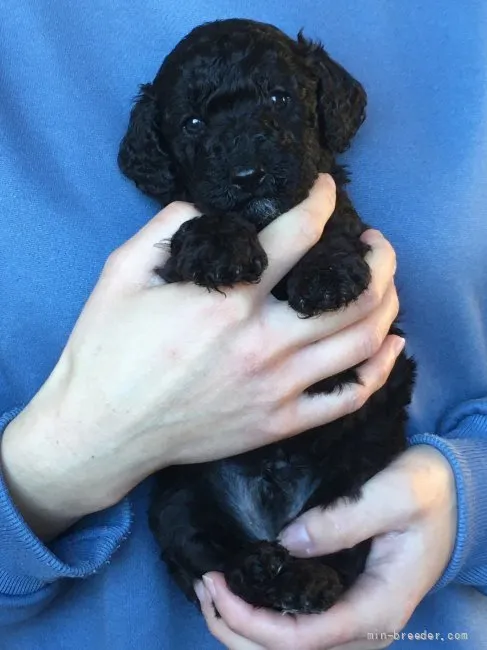 ID：2201-00636の子犬