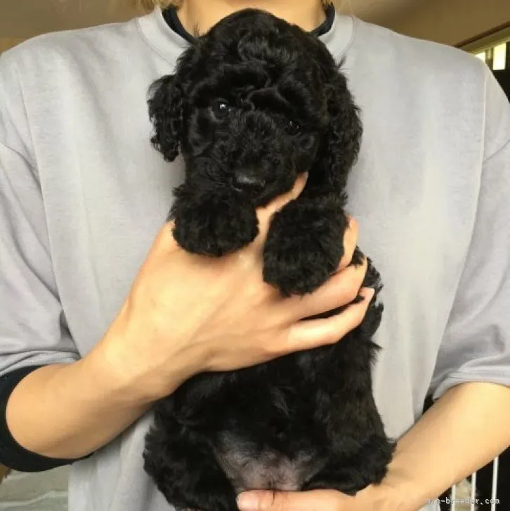 ID：2305-03079の子犬