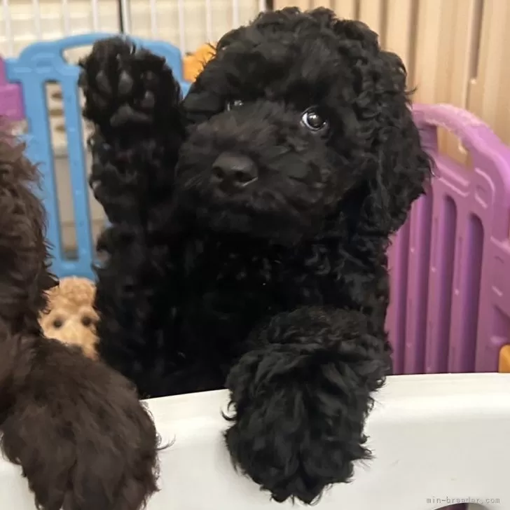 ID：2405-06568の子犬