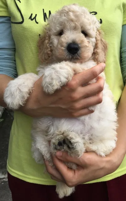 ID：1606-01162の子犬